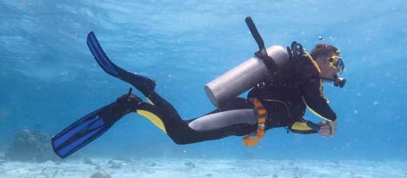 Los Cabos: 3-Hour Introductory Scuba Diving Adventure - What you can see at 20 feet