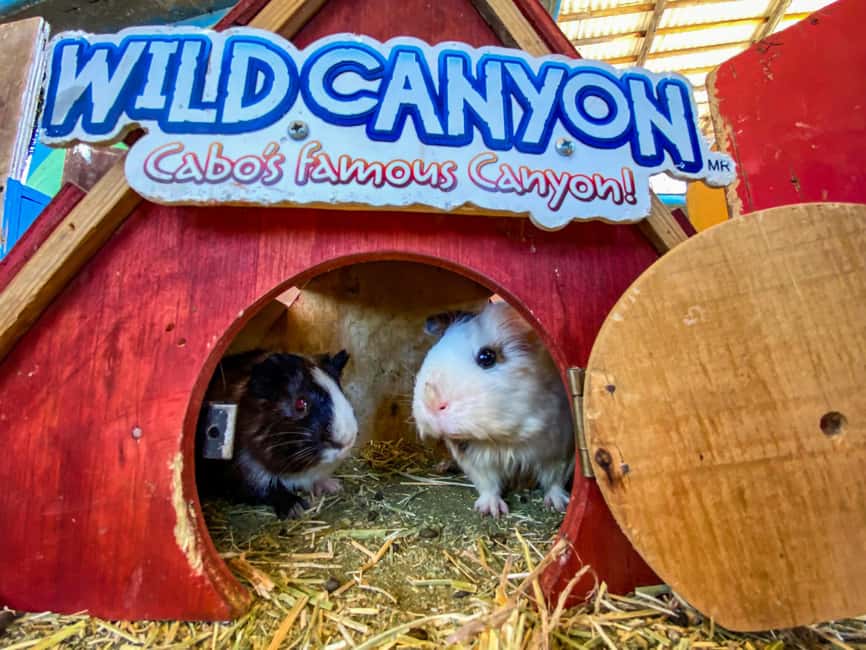 Los Cabos: Animal Encounter & Aqua Park Adventure - The real cost of the outing