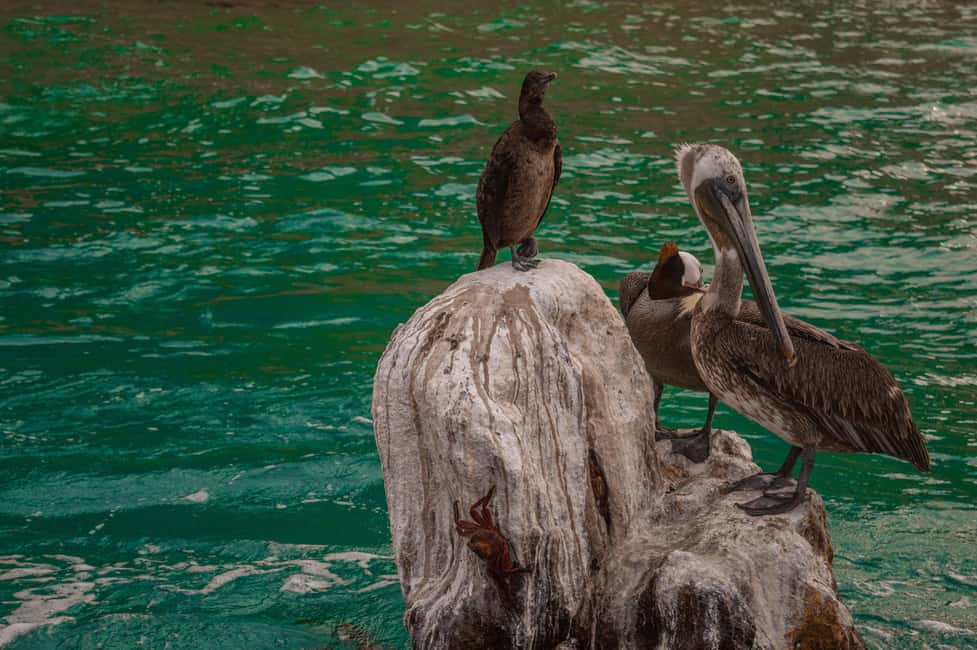 los cabos arch tour & drinks +snorkel tour - Finding Pochos Cabos Activities