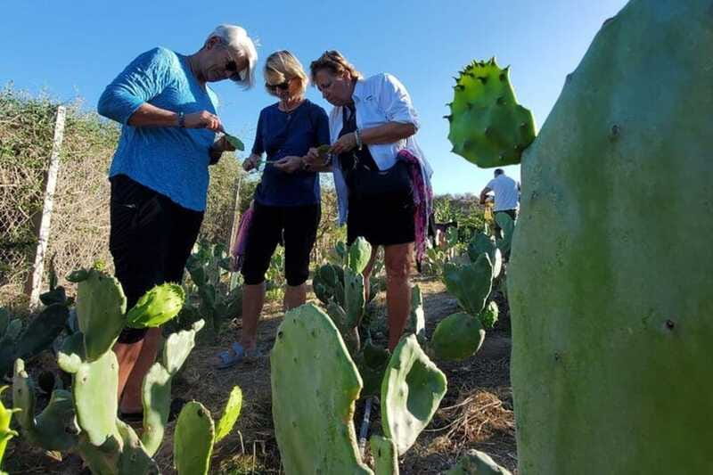 Los Cabos: Azteca Cactus Taco Farm to Table Cooking Class - A beach walk with plants, animals, and old connections