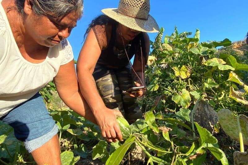 Los Cabos: Azteca Cactus Taco Farm to Table Cooking Class - Goats and the daily life of the farm