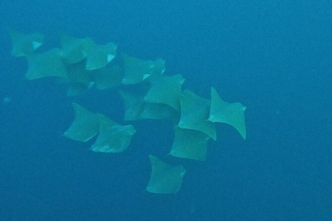 Los Cabos Beginner Scuba Dive Experience - Useful planning details before you go