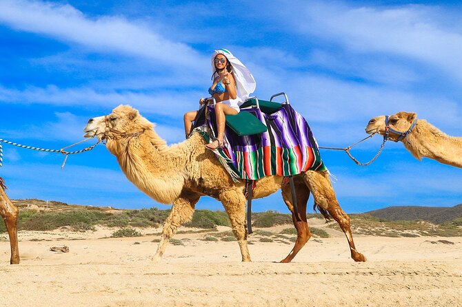 Los Cabos Camel Ride Adventure On The Beach - Key points to know before you book