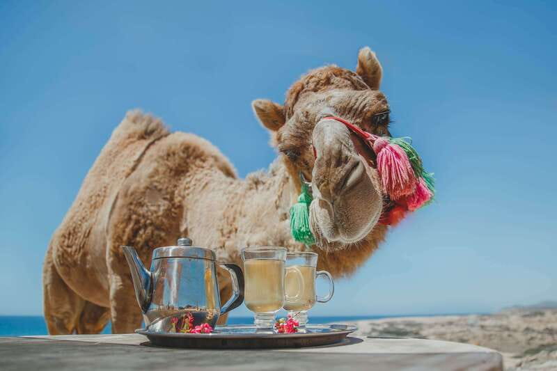 Los Cabos: Camel Ride Safari with Lunch and Tequila Tasting - Key points to know before booking