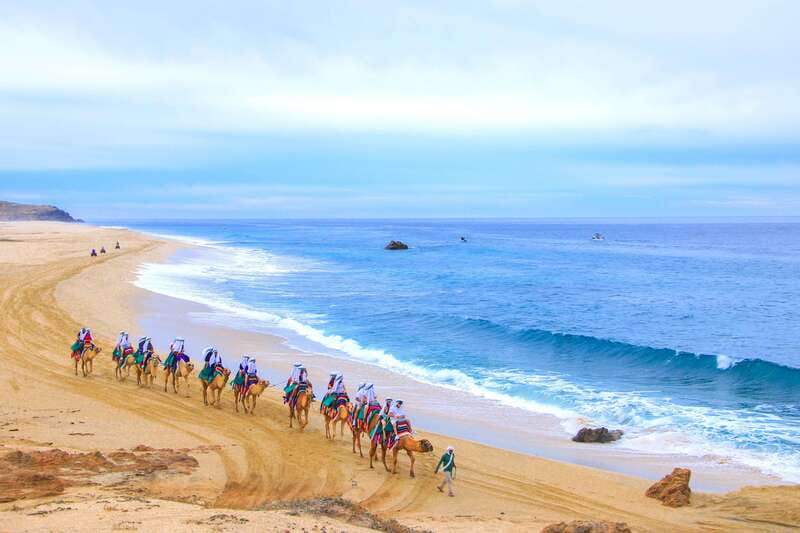 Los Cabos: Camel Ride Safari with Lunch and Tequila Tasting - Who should book this camel safari?