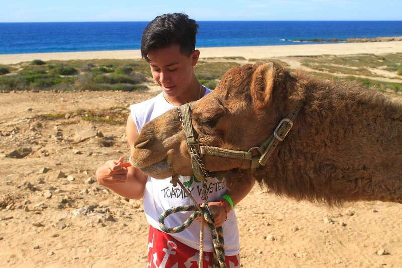 Los Cabos: Camel Ride Safari with Lunch and Tequila Tasting - Meeting the camels and learning their story