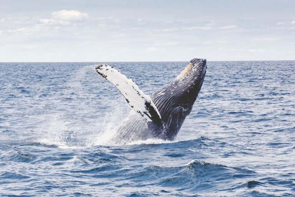 Los Cabos: Catamaran Whale Watching Cruise - Timing, season, and weather considerations