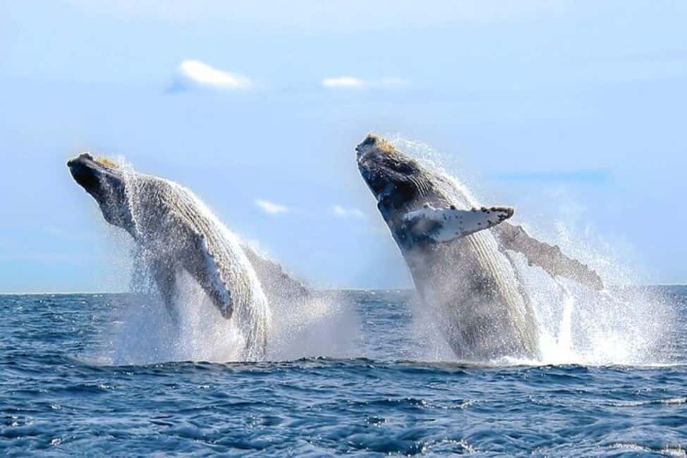 Los Cabos: Catamaran Whale Watching Cruise - The Arch of Cabo San Lucas adds a second attraction