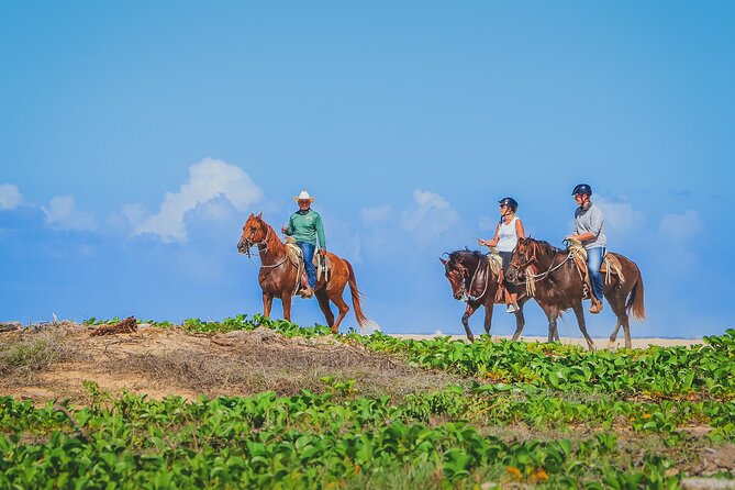 Los Cabos Horseback Riding - What the horses and guides are like