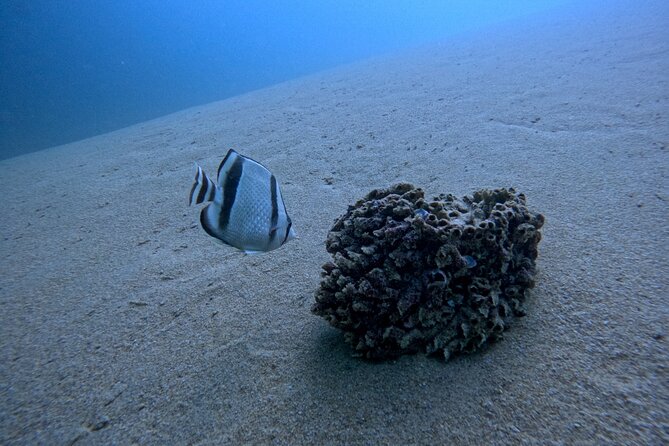 Los Cabos Open Water Diver Course - What the $555 price includes