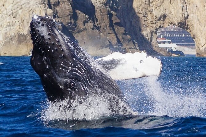 Los Cabos Private Yacht Whale Watching & Drinks - Up to 18 Guests - Snorkeling, swimming, paddle boarding, and the floating mat