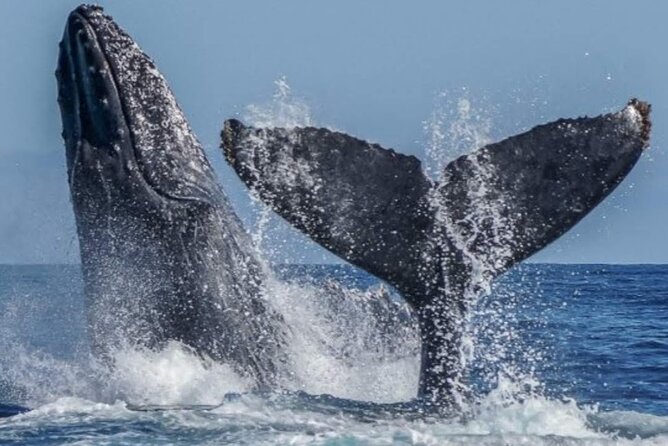 Los Cabos Private Yacht Whale Watching & Drinks - Up to 18 Guests - Drinks, meals, and what is actually included