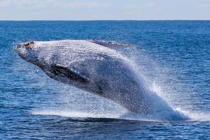 Los Cabos Private Yacht Whale Watching & Drinks - Up to 18 Guests - Timing, weather, and cancellation rules
