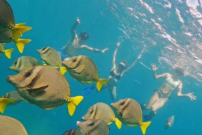 Los Cabos Snorkeling Tour by Speed Boat with Photos Included - Getting into the water without a struggle