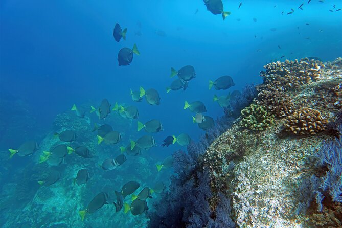 Los Cabos Snorkeling Tour by Speed Boat with Photos Included - A fast ride past Cabo’s famous landmarks