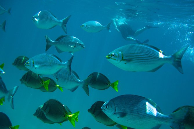 Los Cabos Snorkeling Tour to Chileno Bay and Santa Maria Cove - Chileno Bay: clear water and an easy entry