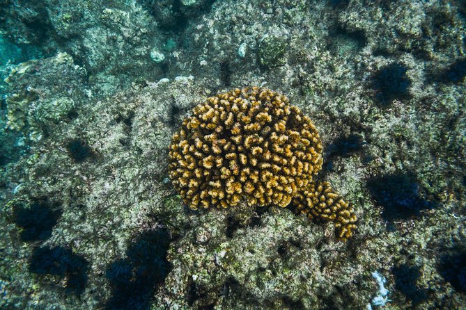 Los Cabos Snorkeling Tour to Chileno Bay and Santa Maria Cove - What you may see beneath the surface