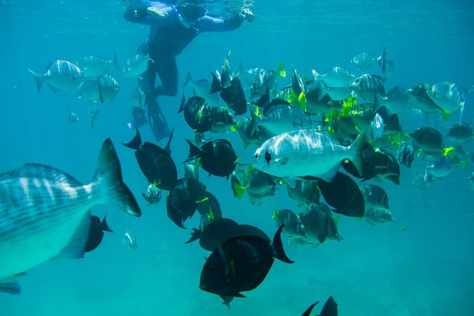 Los Cabos Snorkeling Tour to Chileno Bay and Santa Maria Cove - Gear, wetsuits, shade, and snacks
