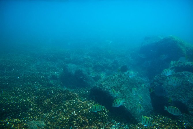 Los Cabos Snorkeling Tour to Chileno Bay and Santa Maria Cove - Is $95 a fair price?