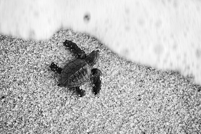 Los Cabos turtle release conservation program - Key things to know before you book