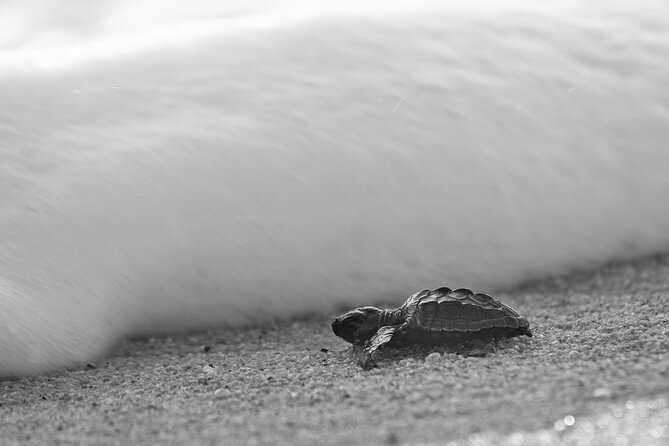 Los Cabos turtle release conservation program - Why this sunset release feels different