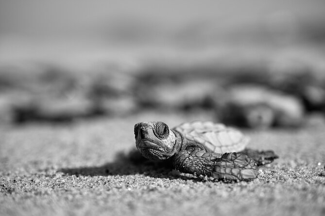 Los Cabos turtle release conservation program - Playa Migrino at sunset: the main event
