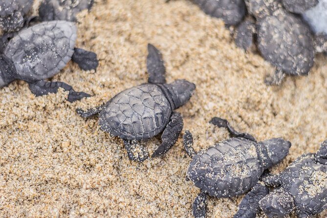 Los Cabos turtle release conservation program - Expect a shared van and a late finish