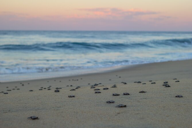 Los Cabos turtle release conservation program - What I would pack and plan