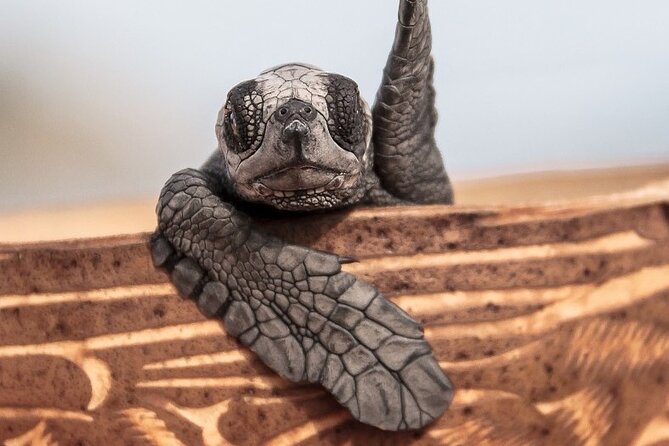 Los Cabos turtle release conservation program - Rancho Carisuva: a short start with a wider purpose