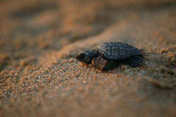 Los Cabos Turtle Release Eco-Experience - Key points to know before booking