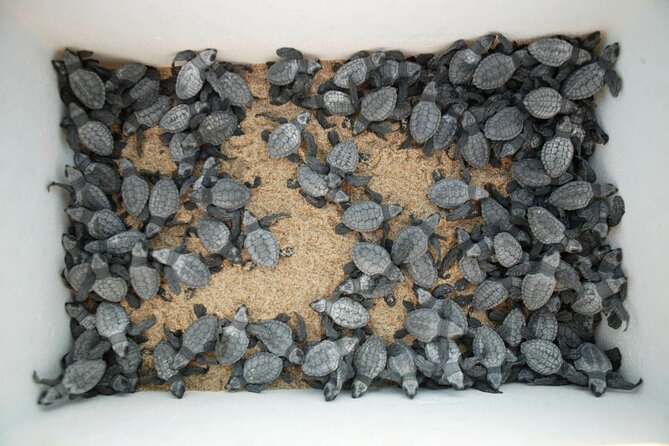 Los Cabos Turtle Release Eco-Experience - Releasing baby turtles on a San Jose del Cabo beach