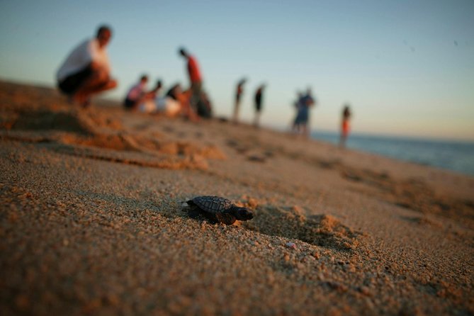 Los Cabos Turtle Release Eco-Experience - Learning from the guides before the release