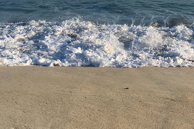 Los Cabos Turtle Release Eco-Experience - Beaches, waves, birds, and practical movement