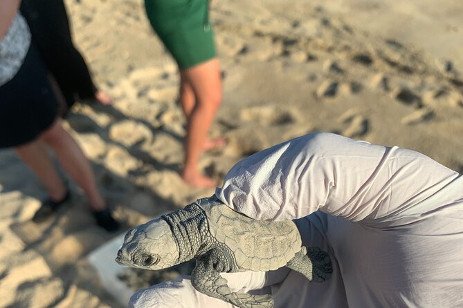 Los Cabos Turtle Release Eco-Experience - Hotel pickup makes the late afternoon easy