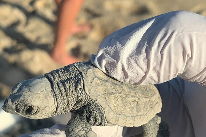 Los Cabos Turtle Release Eco-Experience - Is $95 a fair price?