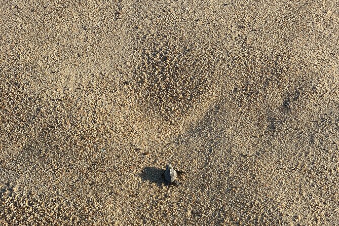 Los Cabos Turtle Release Eco-Experience - Group size, crowds, and the real conservation setting