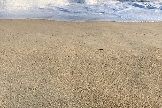Los Cabos Turtle Release Eco-Experience - Who will enjoy this most?