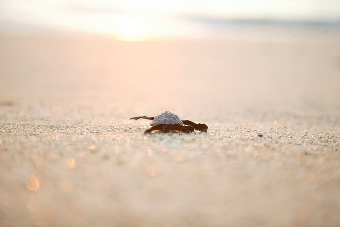 Los Cabos Turtle Release Eco-Experience - What the turtle release actually feels like