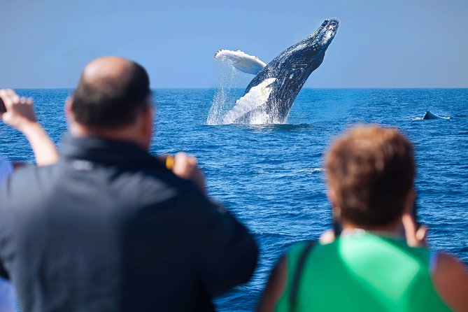 Los Cabos Whale Watching Cruise Including Breakfast - A two-hour morning on Cabo’s water