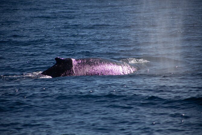Los Cabos Whale Watching Cruise Including Breakfast - What whale watching is really like here