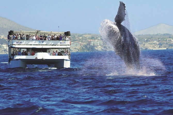 Los Cabos Whale Watching Cruise Including Breakfast - Is $99 a fair price?