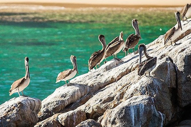 Los Cabos Whale Watching Cruise Including Breakfast - Practical details that affect your morning