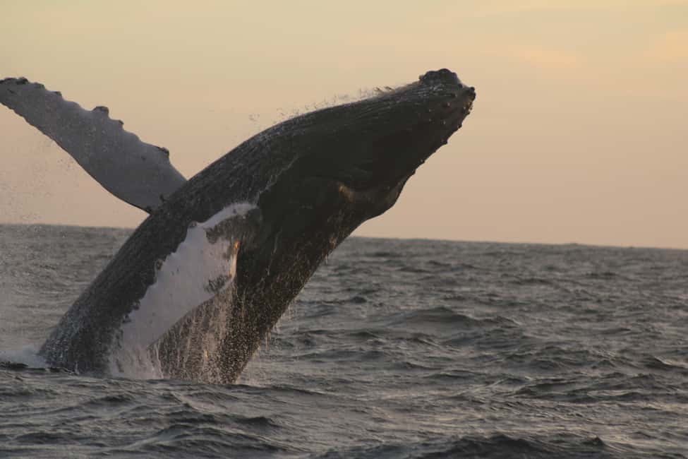 Los Cabos: Whale Watching Safari & Free time at Lovers Beach - Key points to know before you book