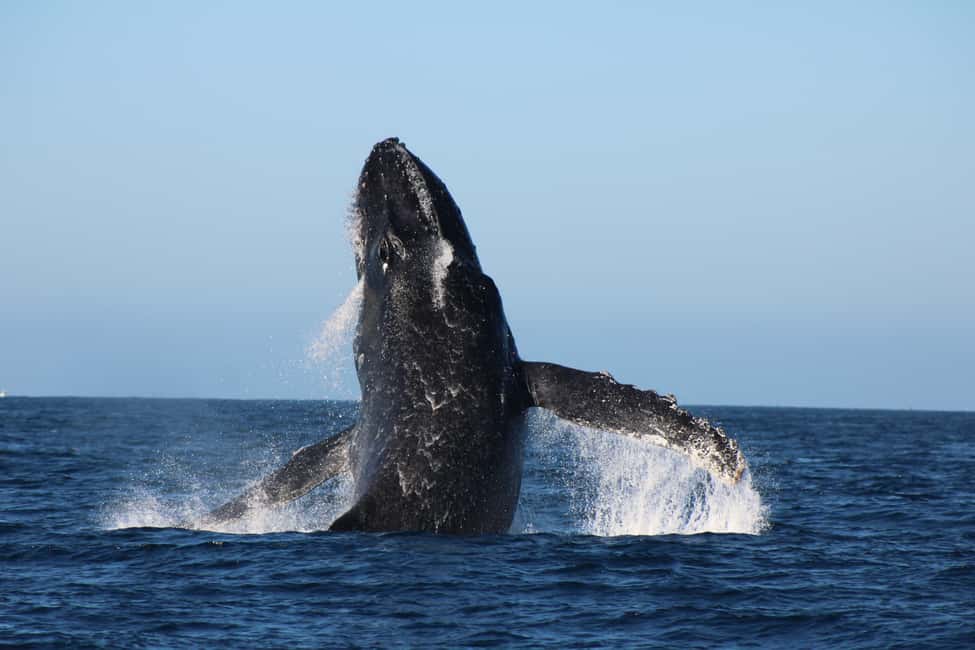 Los Cabos: Whale Watching Safari & Free time at Lovers Beach - Whale watching from Cabo’s harbor