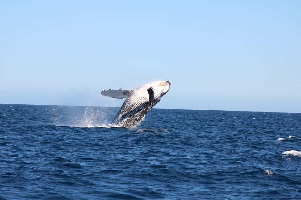 Los Cabos: Whale Watching Safari & Free time at Lovers Beach - Lovers Beach and Cabo’s Arch