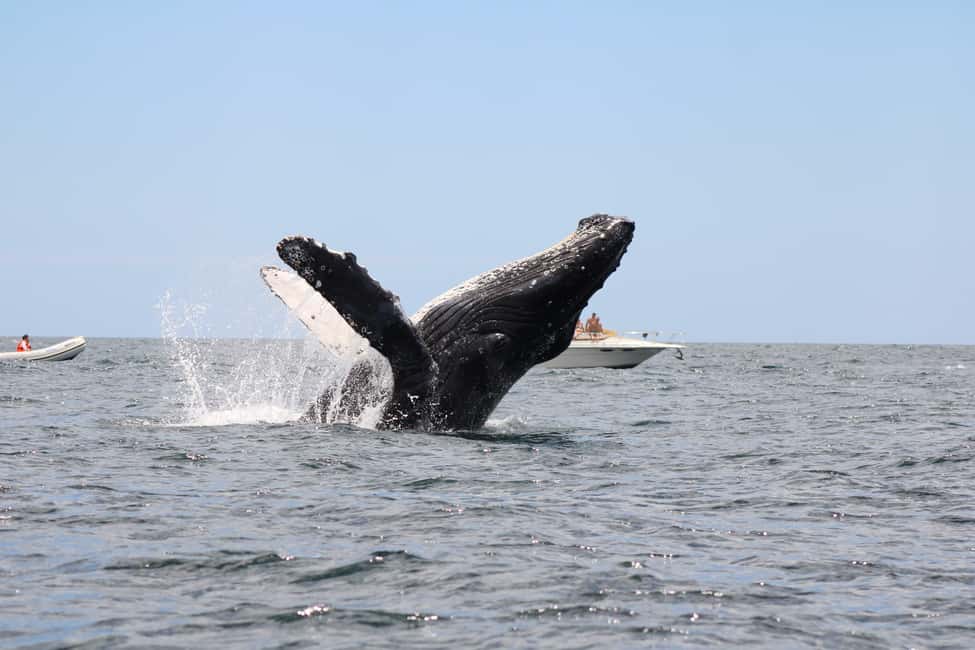 Los Cabos: Whale Watching Safari & Free time at Lovers Beach - Returning by water taxi to Lovers Beach