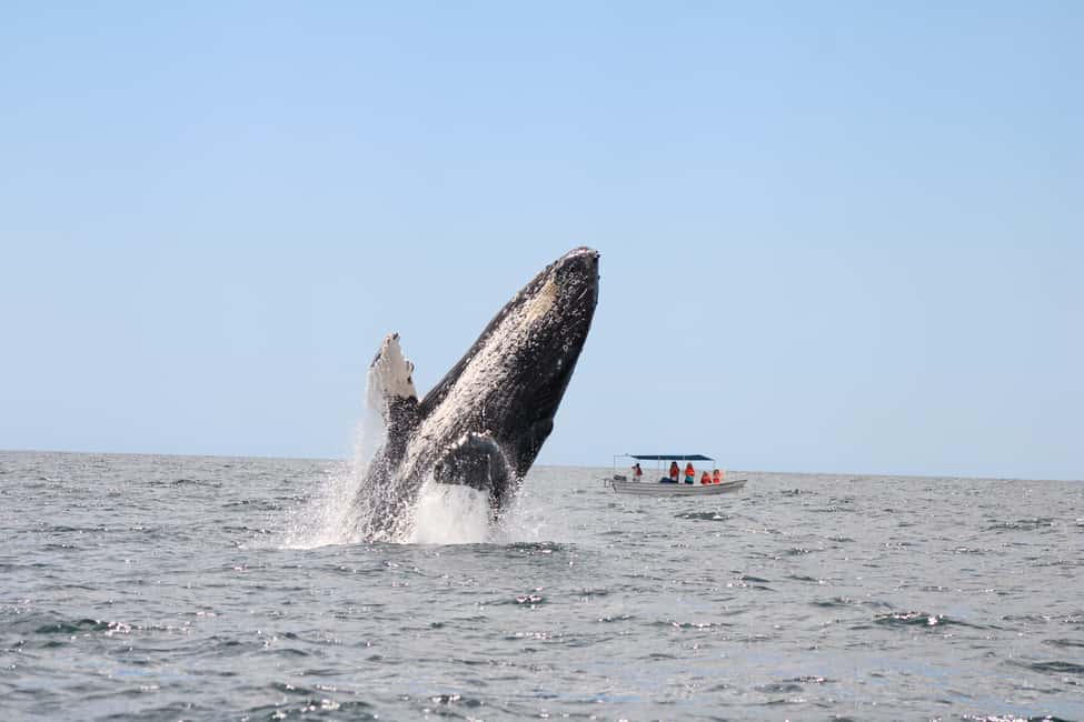 Los Cabos: Whale Watching Safari & Free time at Lovers Beach - Check-in, transport, and practical tips