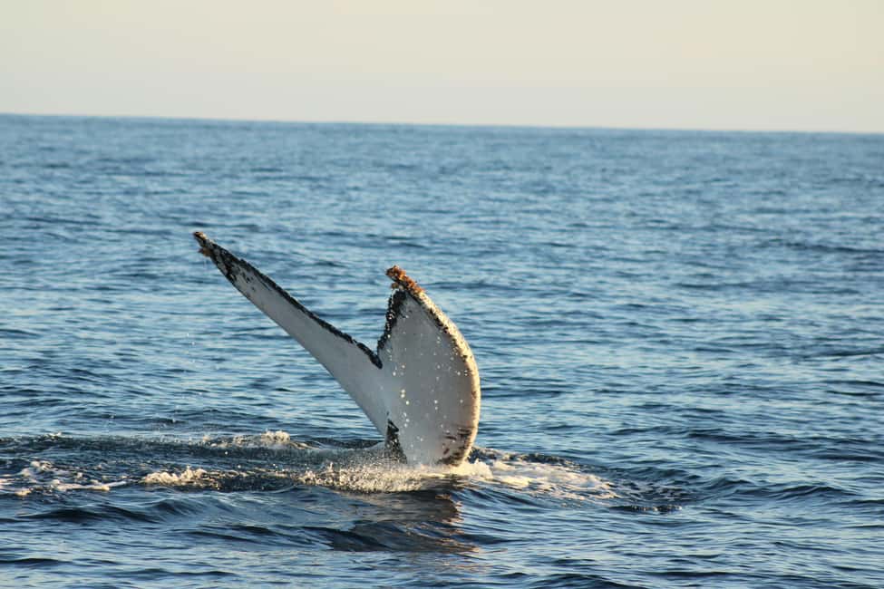 Los Cabos: Whale Watching Safari & Free time at Lovers Beach - Who should book this Cabo outing?