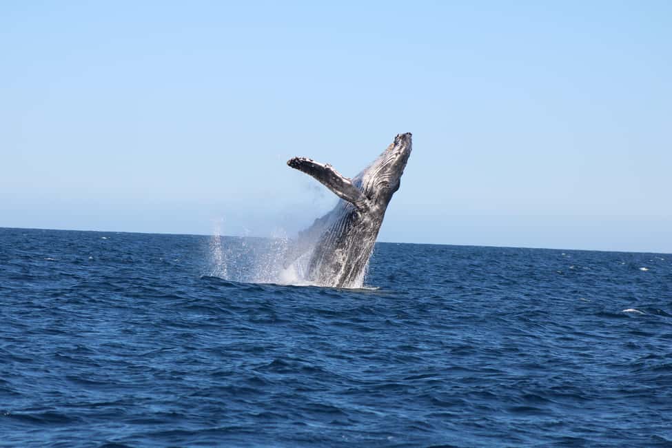 Los Cabos: Whale Watching Safari & Free time at Lovers Beach - Balconcito Beach and Pelican Rock set the scene