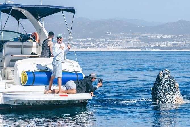 Los Cabos Whale Watching & Snorkel Adventure with Food & Drinks - Key points to know before you book